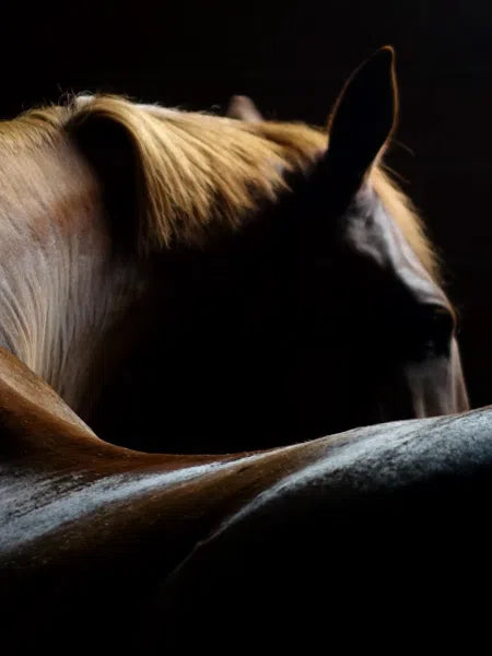 Maison Crivelli - Extrait de Parfum - Oud Stallion