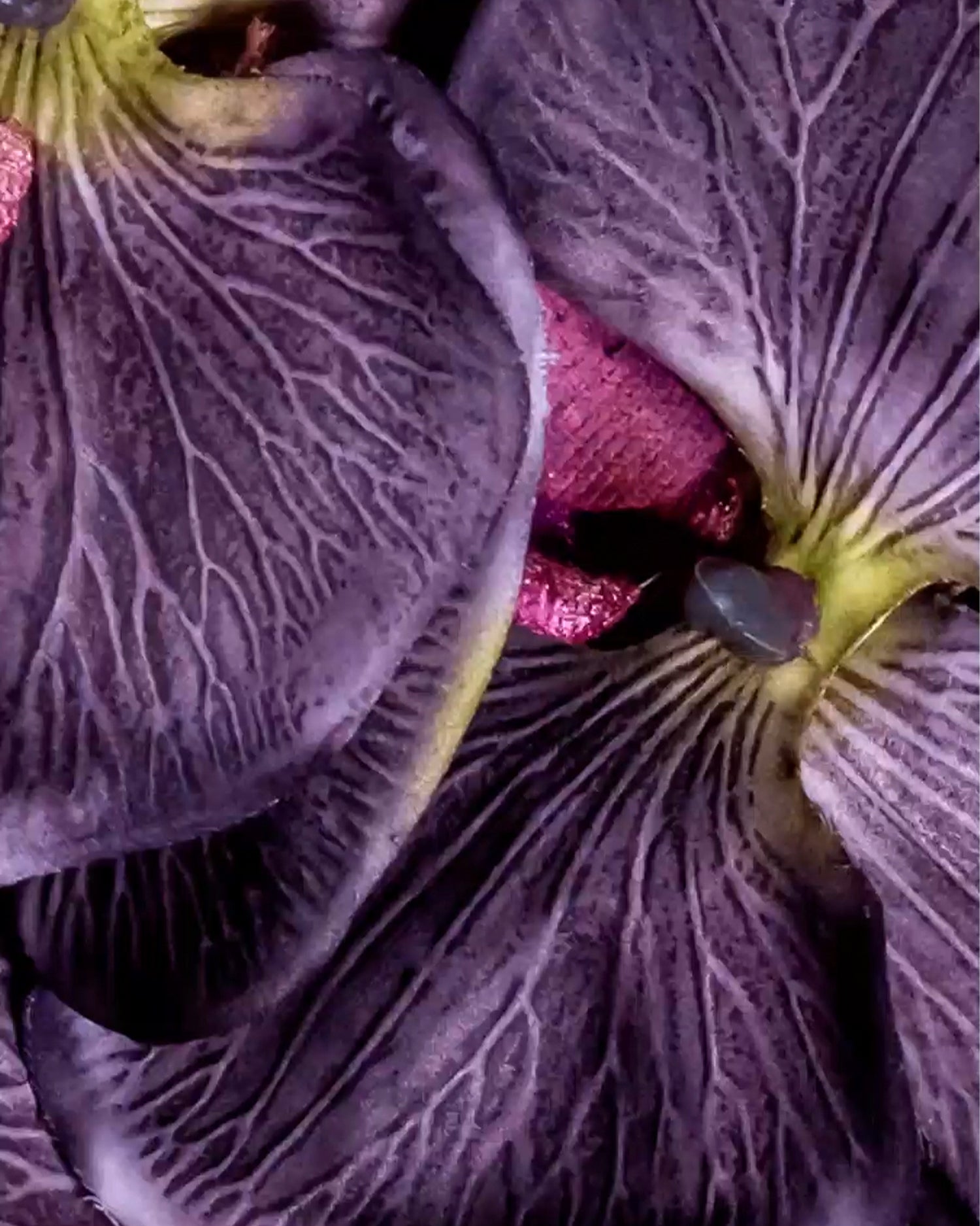 Maison Crivelli - Extrait de Parfum - Hibiskus Mahajad